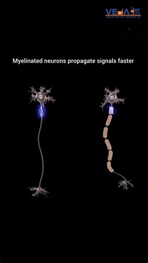 How Your Brain Thinks in Milliseconds 😱#youtubeshorts #biology #sciencefacts #brain