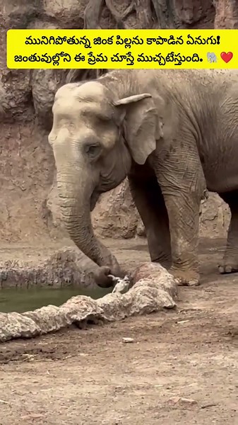 Heartwarming Moment! 🐘❤️ Elephant Saves A Drowning Gazelle! #trendingreels #viralvideo #elephant
