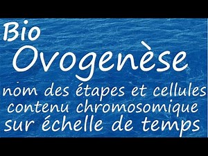 Ovogenèse