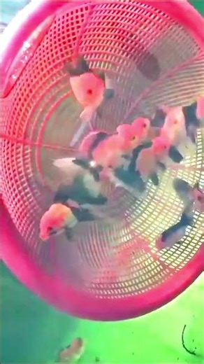 red cap Goldfish 🐠🐠🐠 newvideo #original #short #advudbapi