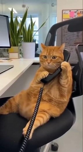 Caught on Camera: Orange Cat Making a Call