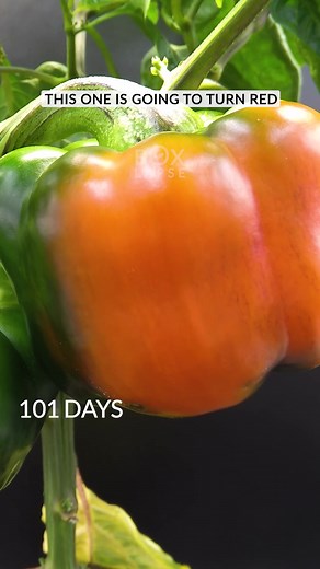 115 Days in 60 seconds. Red bell pepper
