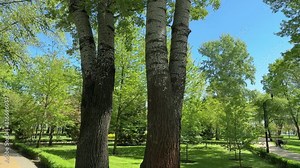 Two old aspens in the spring park in sunny day