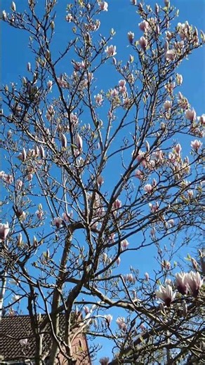 A Beautiful Magnolia Tree In My Garden #4k #magnolia #tree #magnoliatree