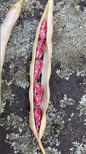 Want to learn about the process of growing and drying Cranberry beans? #gardening