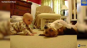 2.1M views · 15K reactions | WATCH: When a beagle and a baby became friends <3 | Good Morning America | Facebook