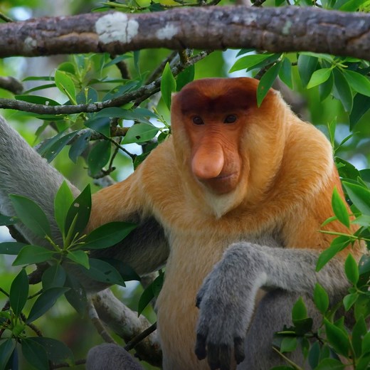 Proboscis Monkeys | National Geographic