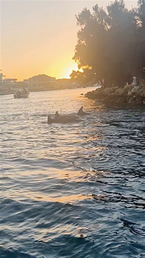 When dolphins turn a sunset into pure magic ✨🐬 📸 tour guide Lynda | Mandurah Cruises
