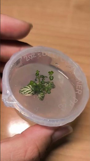In vitro Fittonia 1/3 🌿 new little leaves