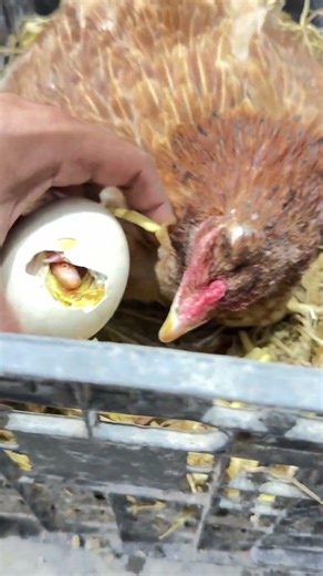 Young indian aseel hen hatching geese egg