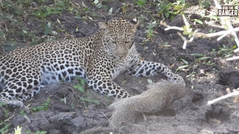 Leopard Stuns Observers by Eating a Mongoose