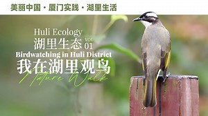 ️To protect the blue-tailed bee-eater, named the "most beautiful small bird in China", #Xiamen's Huli district has set aside a 40-hectare habitat, eliminated disruptive industries, and initiated various conservation measures. The lively birds can be seen throughout #Huli district, including Hutoushan Park and Wuyuan Bay. Click on the video to witness the results of Huli district's collaborative ecological civilization efforts! 列 #Fujian #FujianNature | Hola Fujian | Facebook