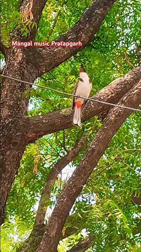 Peaceful music, Relaxing music, Instrumental music "Birds of Spring" by Tim Janis