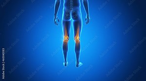 Medical animation of the human skeleton Stock Video