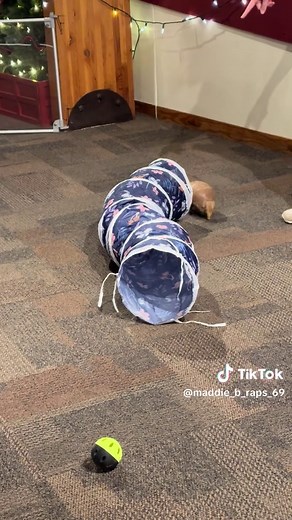 Meet Lil the Armadillo at Cincinnati Zoo