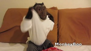 Capuchin MonkeyBoo shows off some cute and sexy monkey stripper moves! Who has moves like MonkeyBoo! | MonkeyBoo