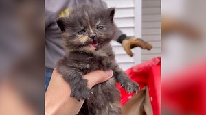 960K views · 193 reactions | These adorable kittens and their mama were rescued from inside an old couch headed to the dump. 梁 | Humankind | Facebook