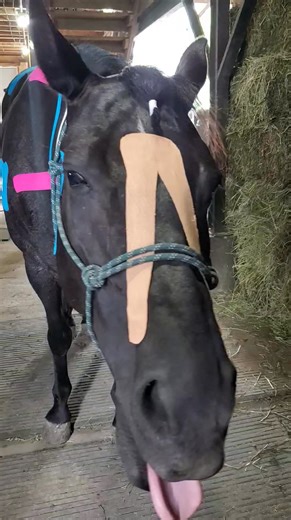 Why Horses Love Kinesiology Taping Horses don’t fake how they feel — and the results speak for themselves! 🐴 After taping, many horses show: 🌬 A softer topline 💃 Freer shoulder or hip movement 😌 Calmer postures during grooming or riding The tape encourages circulation and releases tension, giving your horse the freedom to move comfortably and naturally. | Beyond the Stable Online Education