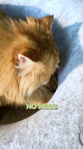 1.3M views · 8K reactions | Biggest Sale EVER! Sold out three times in a row! Grab it before we sold out again. ✅ 90-Day Satisfaction Guarantee! ✅ Endless Fun Tunnel. ✅ Ease of cat boredom. ✅ Protect your furniture with scratch-friendly material. | Cattasaurus Peekaboo Cat Cave | Facebook