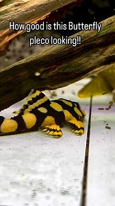 Is this the most stunning Butterfly Pleco you’ve ever seen? What do you think of its patterns? vid by @mr.pleco_japan 👉https://www.hygger-online.com/ | Hygger Aquarium