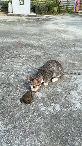 Cat meets frog 🐸 #cat #frog #catvsfrog #kitten #catlover #fblifestyle | Andaman Baby
