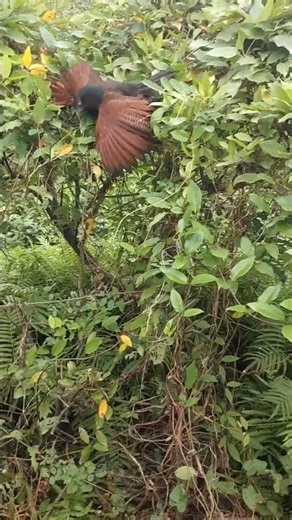 The bittern hunts snakes in the wild fields.