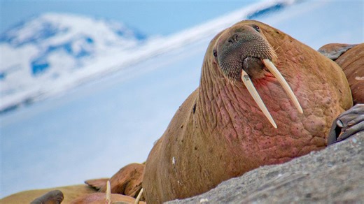 Walrosse und Wale im Nordmeer