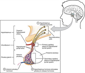 What Is Pituitary Dwarfism: Causes And Effects