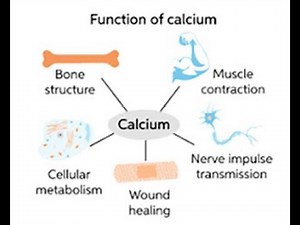 Functions of Intracellular Calcium