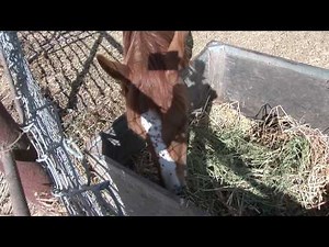 Horse Close Up Eating Hay In Trough