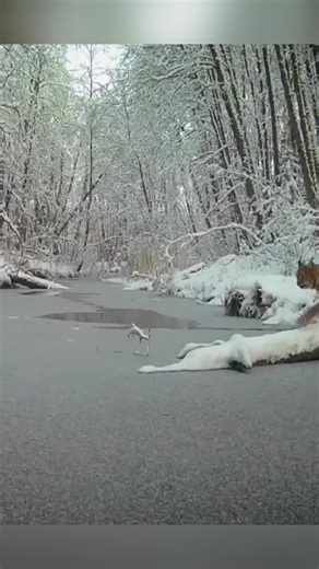 Wild Lynx Demonstrates Amazing Intelligence on Thin Ice