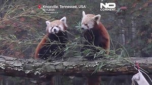 Red panda cubs see snow for the first time at a US zoo