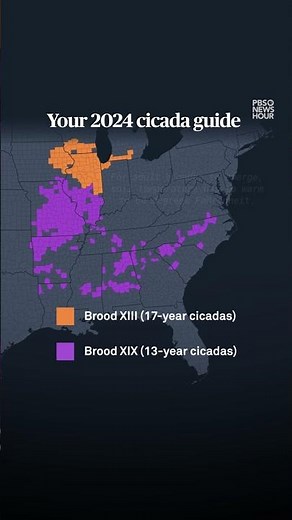 Your 2024 cicada guide