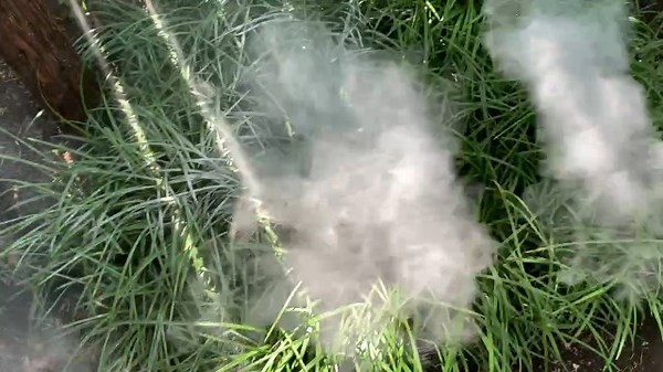 Watch HARRIS Diatomaceous Earth Food Grade with Powder Duster Outside on Amazon Live