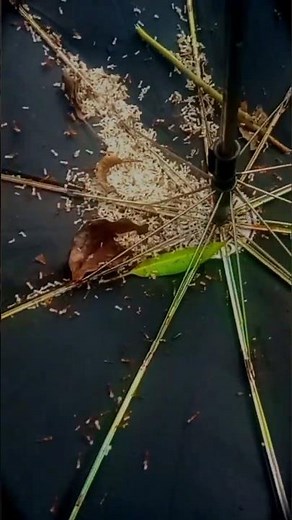 আচকে আৰ একটি নিয় মিনী ব্লগ ভিডিও নিয়ে আসলাম #minivlog #new