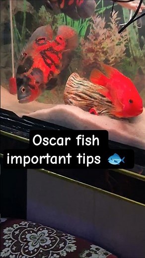 Oscar fish important tips 🤩 #oscarfish #aquarium #fish #shortsviral #viralvideo #ytshorts #shorts