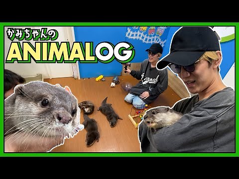 【かみちゃんのANIMALOG🐶🐈】念願のカワウソカフェでめっちゃ癒されちゃいました