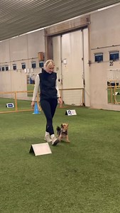⭐️ Rally Obedience training tip ⭐️ Jumps are fun, but focus and feeling matter more. In rally obedience, it’s not just about teaching the dog to jump. It’s just as important to teach the dog to stay in the right focus and feeling when passing jumps or other obstacles. By training the right focus and feeling in the course, it becomes much easier to perform rally courses where jumps or other obstacles are included 🐶⭐️ #dogtraining #rallyobedience #rallytraining | Online Dogtraining