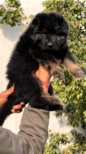 📞 8810623046 German Shepherd available heavy bone trained vaccinated booking open#gsdviral#germanbo