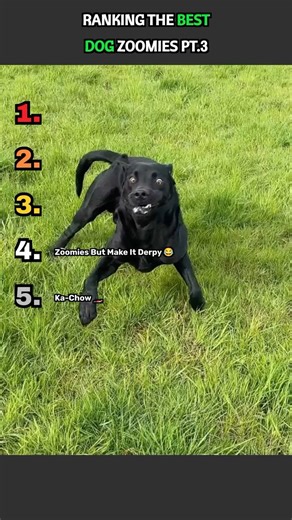 Ranking The Best Dog Zoomies PT.3