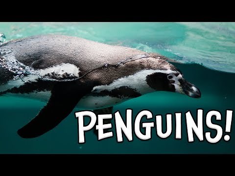 Penguins! Learn about Penguins!