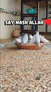 Java Finch Feeding Time 🐤 #Shorts#birds #birdlovers #cute#javasparrow