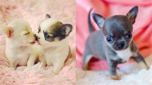 Sweet puppies sharing gentle moments