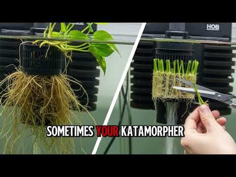 The REAL Deal on Using Pothos Plants for Nutrient Absorption in Aquariums