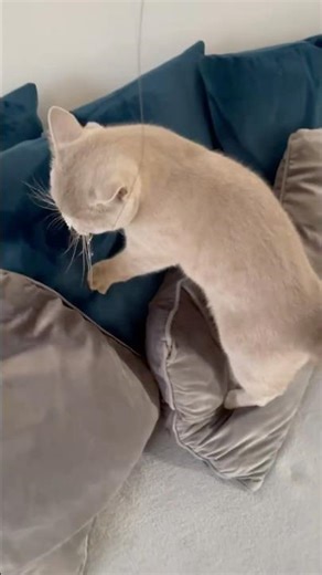 Sylvie jumping on top of the sofa❤️🥺#kitten#cute#viral#britishshorthair#lilac#adorable#funnycute
