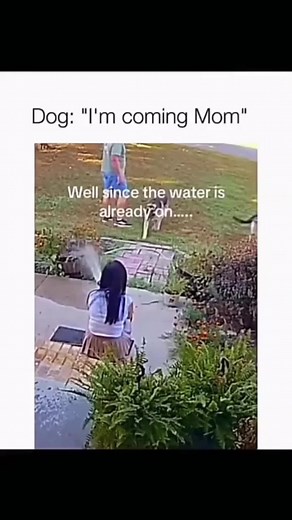 Funny and cute dogs compilation 🤣… #funnydog #funnypet #cutedog #dogsoftiktok #doglover #dog