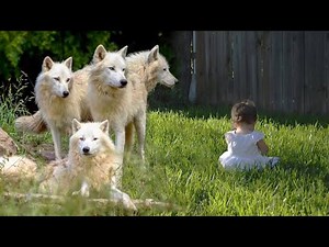 Wolves saved the little girl, who got lost in the forest, mistaking her for her wolf pup