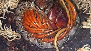 8.4M views · 18K reactions | Our White Beard centipede mom is taking good care of her babies! | Fear Not Tarantulas, Inc | Facebook