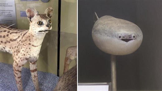 25 Totally Terrible Pieces Of Taxidermy