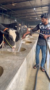 Bulls are being fed water through a pipe.🚿 💦 | Bull Barn Life